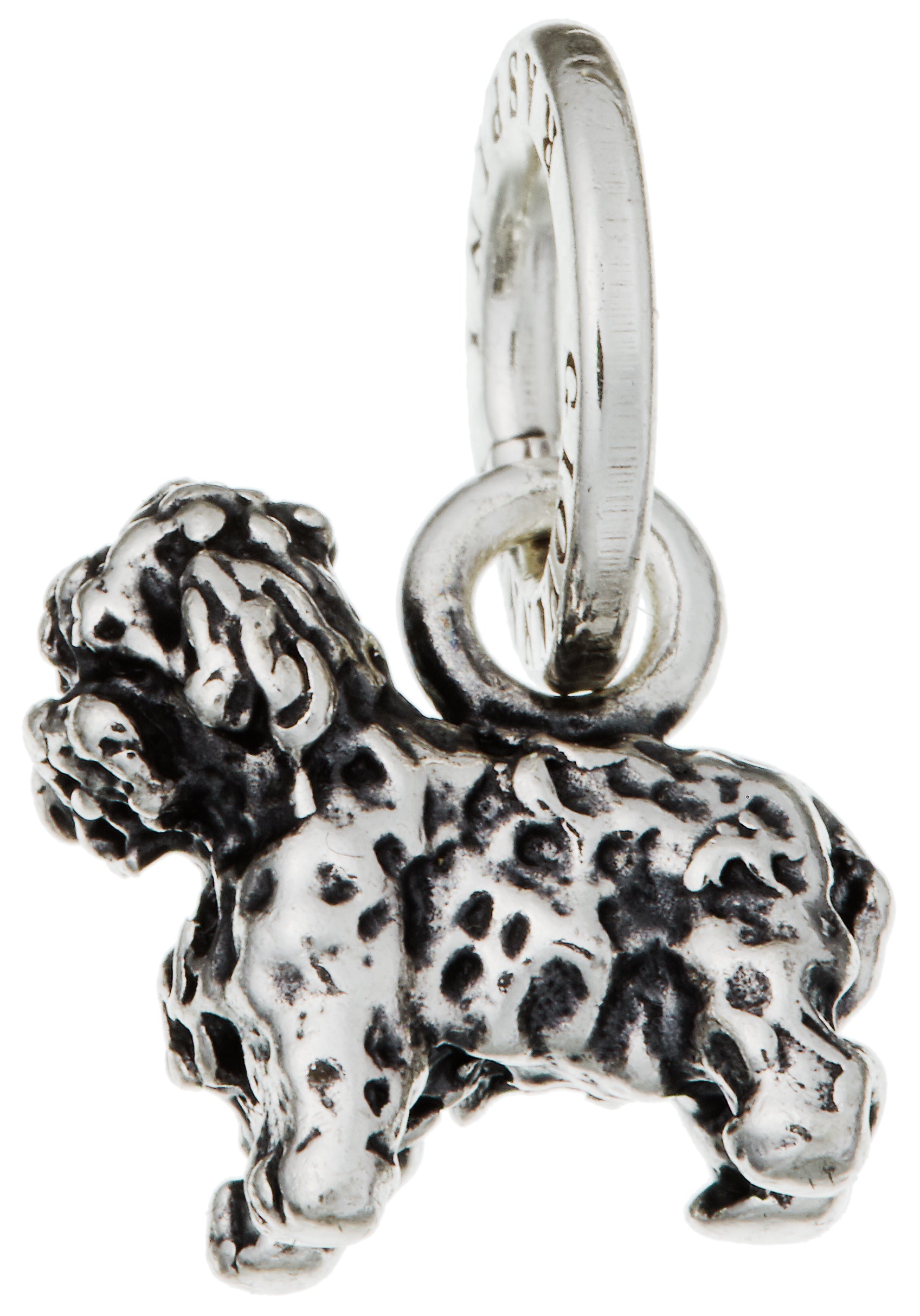 CHARM BARBONCINO